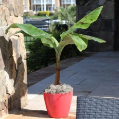 Grand Naine Banana Tree 11 Grand Naine Banana Tree -Geen Shop Grand Naine Nain Banana 7 BB