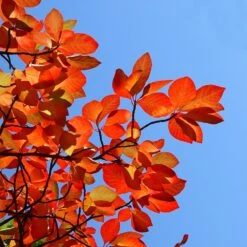 Green Gable Tupelo (Black Gum Tree) 8 Green Gable Tupelo (Black Gum Tree) -Geen Shop Green Gable Gum 8