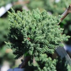Green Mound Juniper Topiary -Geen Shop Green Mound JUniper 3 BB