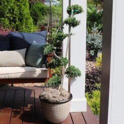 Green Mound Juniper Topiary