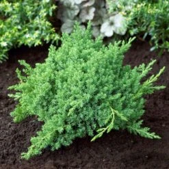 Green Mound Juniper Shrub 7 Green Mound Juniper Shrub -Geen Shop Green Mound Juniper 4 BB