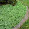Green Mound Juniper Shrub -Geen Shop Green Mound Juniper BB 600x600 ccea6faf eb41 47ac 9842 cb9bbec70d25