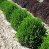 Green Velvet Boxwood Shrub -Geen Shop Green Velvet Boxwood BB 600x600 4607762e 7532 4db6 8258 4d60ed672832