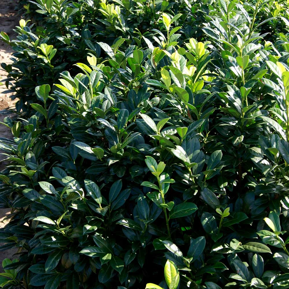 Greenfinity Cherry Laurel 4 Greenfinity Cherry Laurel - Image 2
