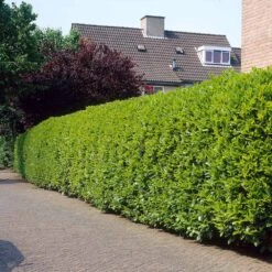 Greenfinity Cherry Laurel 8 Greenfinity Cherry Laurel -Geen Shop Greenfinity Laurel 3 FGT