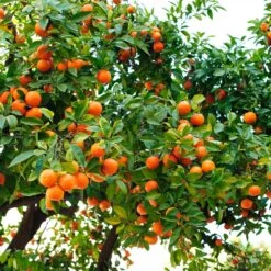 Hamlin Sweet Orange Tree -Geen Shop Hamlin Orange 3