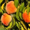 Harvester Peach Tree -Geen Shop Harvest Peach Tree BB 600x600 02b72e9d 3c36 46af 9f33 a7928fe21384
