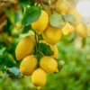 Harvey Lemon Tree -Geen Shop Harvey Lemon 600x600 464c2d91 ef0a 465c afc0 b8734f76e559