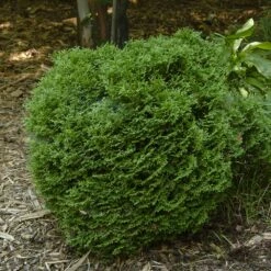 Hetz Midget Arborvitae Shrub -Geen Shop Hetz Midget Thuja 1