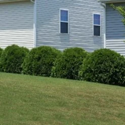 Hetz Midget Arborvitae Shrub -Geen Shop Hetz Midget Thuja 6