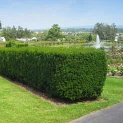 Hicks Yew Tree 11 Hicks Yew Tree -Geen Shop Hicks Yew 1 BB