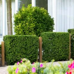 Hicks Yew Tree 12 Hicks Yew Tree -Geen Shop Hicks Yew 3 BB