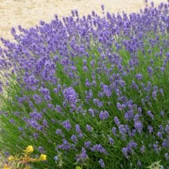 Hidcote Purple Lavender Shrub -Geen Shop Hidcote Lavender 2 BB