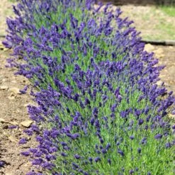 Hidcote Purple Lavender Shrub -Geen Shop Hidcote Lavender 3 BB