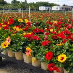 Bloom Bash® Hollywood® Hibiscus 9 Bloom Bash® Hollywood® Hibiscus -Geen Shop Hollywood Hibiscu BLoom Bash 4