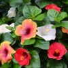 Bloom Bash® Hollywood® Hibiscus 2 Bloom Bash® Hollywood® Hibiscus -Geen Shop Hollywood Hibiscu BLoom Bash 600x600 b05cf730 999d 48ce 9746 33817ccc6c34