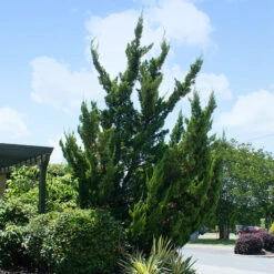 Best Seller 7 Hollywood Juniper Tree
