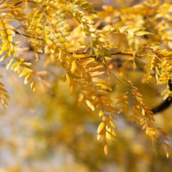 Shademaster Honeylocust Tree -Geen Shop Honey Locust Shademaster 1 BB