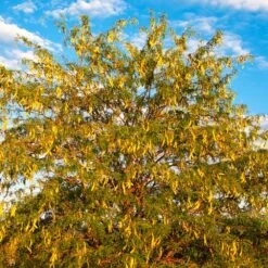 Shademaster Honeylocust Tree -Geen Shop Honey Locust Shademaster 6