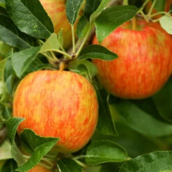 Apple Pollinator Pack 11 Apple Pollinator Pack -Geen Shop Honeycrisp Apple 1 FGT