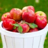 Honeycrisp Apple Tree 2 Honeycrisp Apple Tree -Geen Shop Honeycrisp Apple BB 600x600 8a740550 6db1 43f5 a3cc 64974c7bbb82