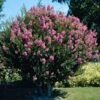 Hopi Crape Myrtle Tree 1 Hopi Crape Myrtle Tree -Geen Shop Hopi Crape Myrtle BB 600x600 c890fa08 5b5f 4b4a 87f5 349113faa03e