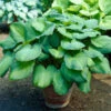 Guacamole Hosta 2 Guacamole Hosta -Geen Shop Hosta Guacamole BB 600x600 c942f86c d146 4ac4 ac78 35ed37ea6e2f