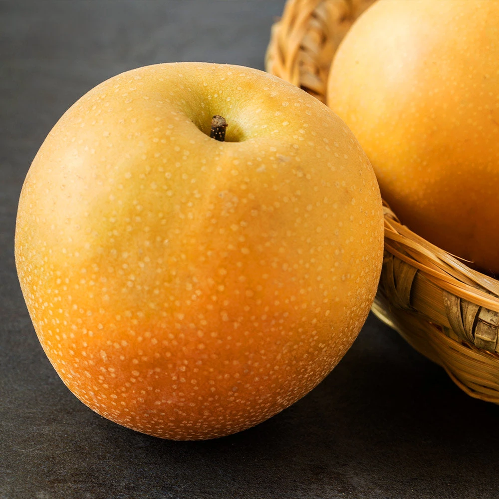 Hosui Asian Pear Tree 4 Hosui Asian Pear Tree - Image 2