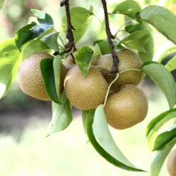 Hosui Asian Pear Tree 10 Hosui Asian Pear Tree -Geen Shop Hosui Pear 4 BB