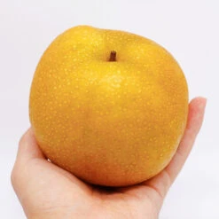 Hosui Asian Pear Tree 13 Hosui Asian Pear Tree -Geen Shop Hosui Pear 5