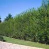 Willow Hybrid Tree 2 Willow Hybrid Tree -Geen Shop Hybrid Willow 600x600 77f03e81 f7b3 4e9e b3fe 2273a185e019