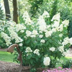 Fire Light® Hydrangea Shrub 10 Fire Light® Hydrangea Shrub -Geen Shop Hydrangea FIrelight 2 BB