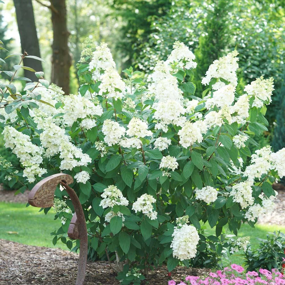 Fire Light® Hydrangea Shrub 5 Fire Light® Hydrangea Shrub - Image 3