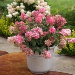 Fire Light® Hydrangea Shrub 12 Fire Light® Hydrangea Shrub -Geen Shop Hydrangea FIrelight 6