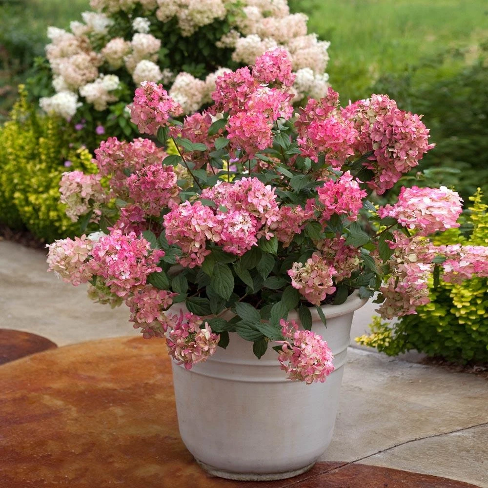 Fire Light® Hydrangea Shrub 7 Fire Light® Hydrangea Shrub - Image 5
