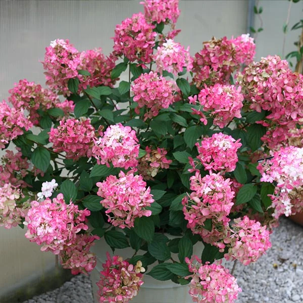 Fire Light® Hydrangea Shrub 3 Fire Light® Hydrangea Shrub