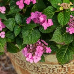 Endless Summer® Pop Star® Bigleaf Hydrangea -Geen Shop Hydrangea Pop Star 1