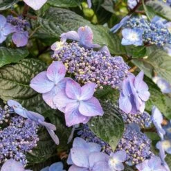 Endless Summer® Pop Star® Bigleaf Hydrangea -Geen Shop Hydrangea Pop Star 2
