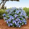 Endless Summer® Pop Star® Bigleaf Hydrangea -Geen Shop Hydrangea Pop Star BB 600x600 429664ff e2b0 4bc9 a6fd 79177a956c24