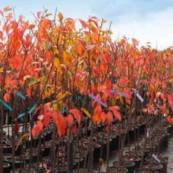 Kwanzan Cherry Tree -Geen Shop IMG 4642 altered