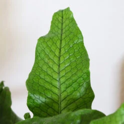 Crocodile Fern 7 Crocodile Fern -Geen Shop IMG 4984 altered