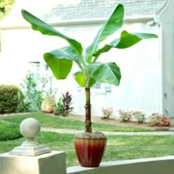 Ice Cream Banana Tree 10 Ice Cream Banana Tree -Geen Shop Ice Cream Banana 8 BB