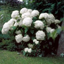 Incrediball® Hydrangea Shrub 9 Incrediball® Hydrangea Shrub -Geen Shop Incrediball Hydrangea 1 BB