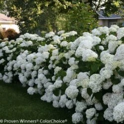 Incrediball® Hydrangea Shrub 10 Incrediball® Hydrangea Shrub -Geen Shop Incrediball Hydrangea 3 BB