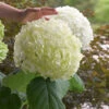 Incrediball® Hydrangea Shrub 1 Incrediball® Hydrangea Shrub -Geen Shop Incrediball Hydrangea BB 600x600 9a086a69 b15b 40c1 9ce7 72e9bc77e9b2