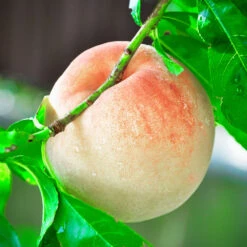 Indian Free White Peach Tree -Geen Shop Indian Free Peach 4 BB