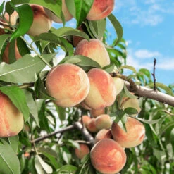 Indian Free White Peach Tree -Geen Shop Indian Free Peach 5 FGT