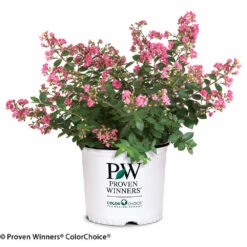 Infinitini® Brite Pink Dwarf Crape Myrtle Tree -Geen Shop Infinitini Brite Pink Crape Myrtle 2