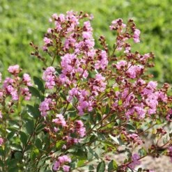 Infinitini® Orchid Dwarf Crape Myrtle Tree -Geen Shop Infinitini Orchid Crape Myrtle 3