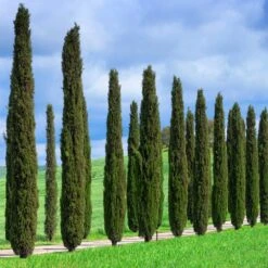 Italian Cypress Tree -Geen Shop Italian Cypress 1 BB